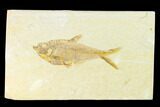 Fossil Fish (Diplomystus) - Green River Formation #144187-1